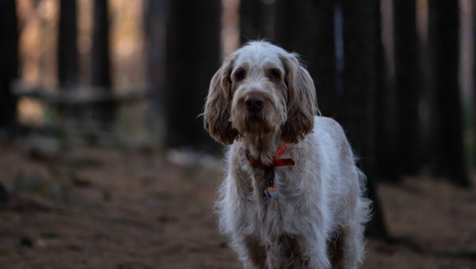 Spinone cheap poodle mix